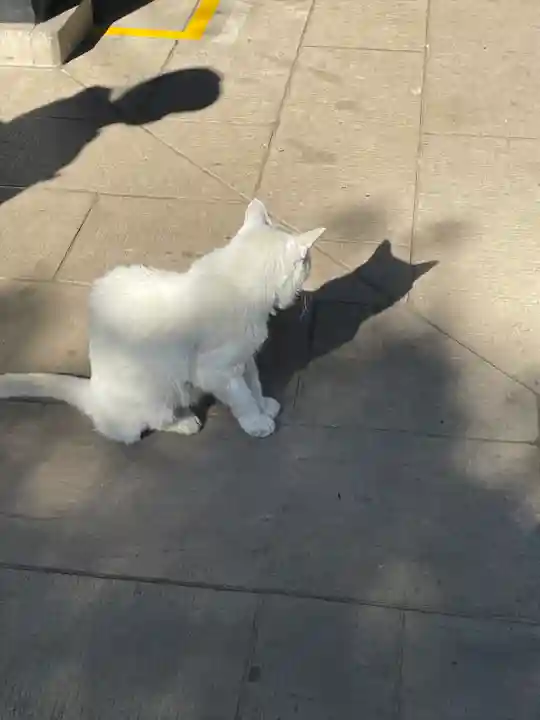 愛宕神社の動物