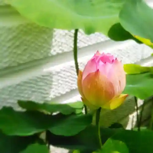 浄土宗 光明山 大蓮寺（照曜会館）の自然