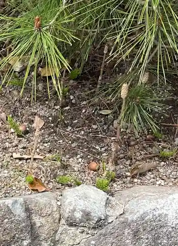 宇佐神宮の自然