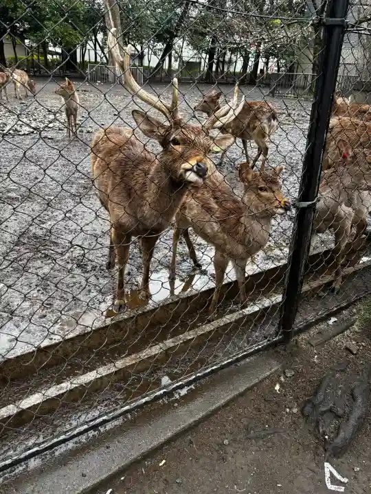三嶋大社の{uncategorized: "未分類", other: "その他", undefined: "問題あり", building: "その他建物", grave: "お墓", sacred_gate: "鳥居", guardian: "狛犬", statue: "像", buddha: "仏像", history: "歴史", nature: "自然", garden: "庭園", animal: "動物", pagoda: "塔", temizu: "手水舎", mountain_gate: "山門・神門", sanctuary: "本殿・本堂", subordinate: "末社・摂社", art: "芸術", scenery: "景色", jizo: "地蔵", ema: "絵馬", goshuin: "御朱印", omikuji: "おみくじ", items: "授与品その他", amulet: "お守り", goshuincho: "御朱印帳", eats: "食事", festival: "お祭り", votive_dance: "神楽", shichigosan: "七五三参", wedding: "結婚式", experience: "体験その他", initially: "初詣", around: "周辺", anti_infection: "感染症対策"}