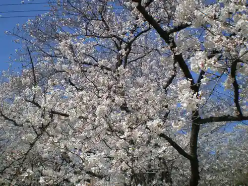 光雲神社の自然
