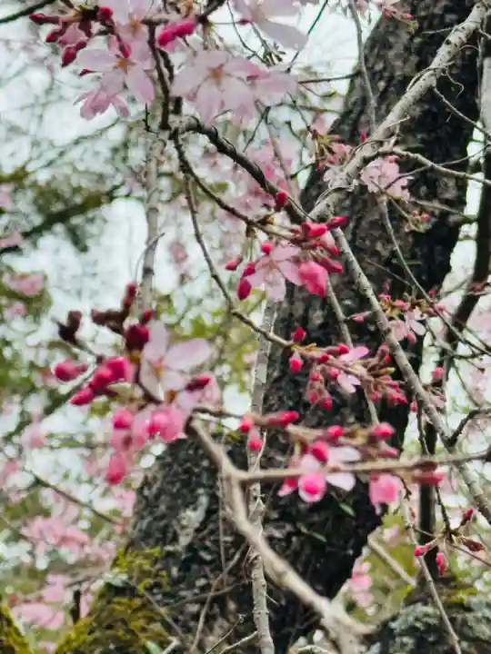 芳養八幡神社(和歌山県)
