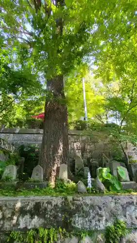 鹿児島神社の{uncategorized: "未分類", other: "その他", undefined: "問題あり", building: "その他建物", grave: "お墓", sacred_gate: "鳥居", guardian: "狛犬", statue: "像", buddha: "仏像", history: "歴史", nature: "自然", garden: "庭園", animal: "動物", pagoda: "塔", temizu: "手水舎", mountain_gate: "山門・神門", sanctuary: "本殿・本堂", subordinate: "末社・摂社", art: "芸術", scenery: "景色", jizo: "地蔵", ema: "絵馬", goshuin: "御朱印", omikuji: "おみくじ", items: "授与品その他", amulet: "お守り", goshuincho: "御朱印帳", eats: "食事", festival: "お祭り", votive_dance: "神楽", shichigosan: "七五三参", wedding: "結婚式", experience: "体験その他", initially: "初詣", around: "周辺", anti_infection: "感染症対策"}
