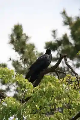 八坂神社(祇園さん)の動物