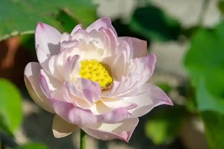 大久寺(神奈川県)