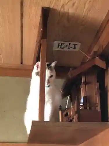 愛宕神社の動物