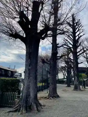 平塚神社の{uncategorized: "未分類", other: "その他", undefined: "問題あり", building: "その他建物", grave: "お墓", sacred_gate: "鳥居", guardian: "狛犬", statue: "像", buddha: "仏像", history: "歴史", nature: "自然", garden: "庭園", animal: "動物", pagoda: "塔", temizu: "手水舎", mountain_gate: "山門・神門", sanctuary: "本殿・本堂", subordinate: "末社・摂社", art: "芸術", scenery: "景色", jizo: "地蔵", ema: "絵馬", goshuin: "御朱印", omikuji: "おみくじ", items: "授与品その他", amulet: "お守り", goshuincho: "御朱印帳", eats: "食事", festival: "お祭り", votive_dance: "神楽", shichigosan: "七五三参", wedding: "結婚式", experience: "体験その他", initially: "初詣", around: "周辺", anti_infection: "感染症対策"}