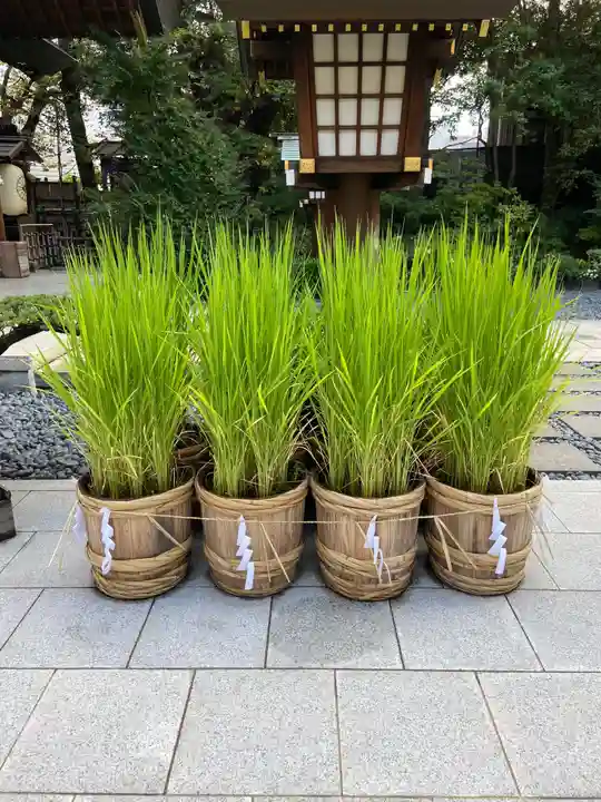 東京大神宮の庭園