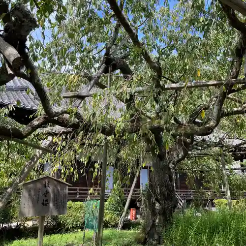 毘沙門堂門跡(京都府)