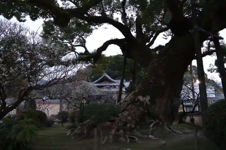 太宰府天満宮(福岡県)