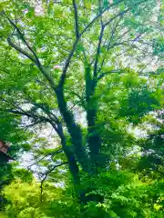 小坂熊野神社の自然