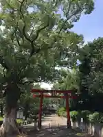 早水神社の鳥居
