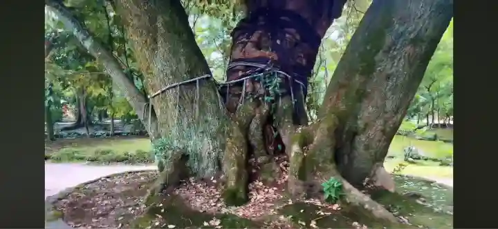 賀茂別雷神社(上賀茂神社)(京都府)