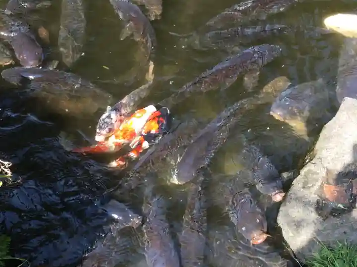 報徳二宮神社の動物