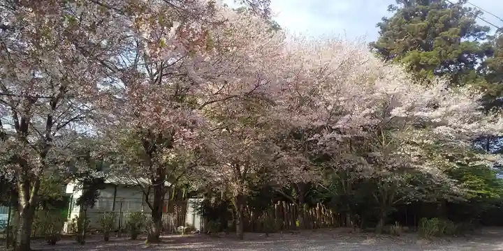 結城諏訪神社の自然