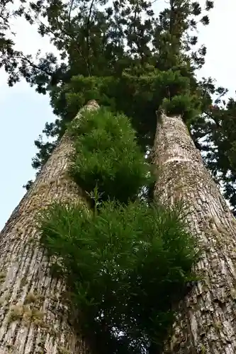 秋葉神社(高知県)