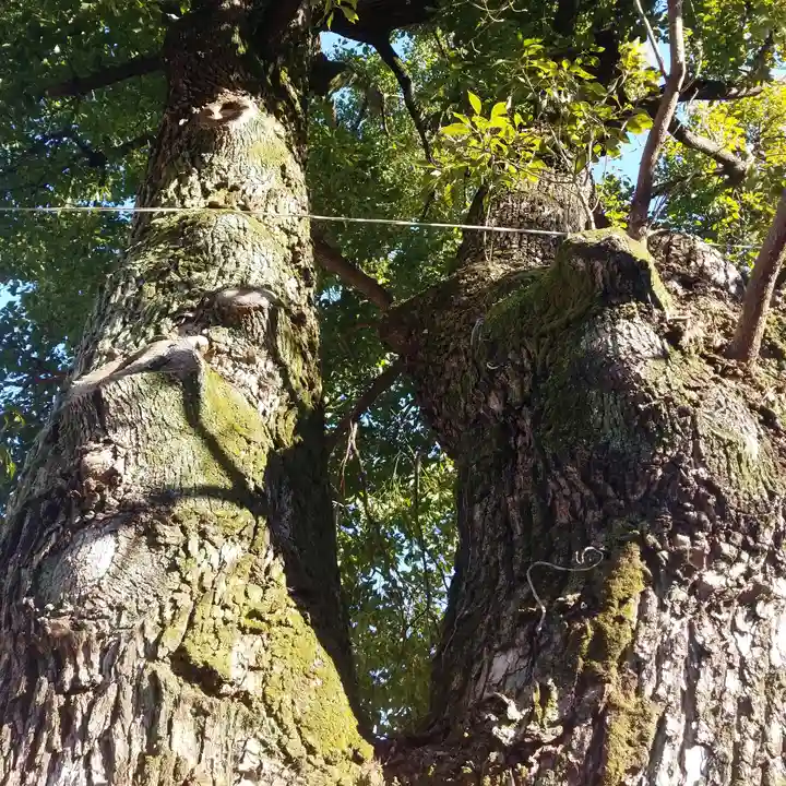 湯島天満宮の自然