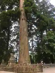 戸隠神社中社の自然