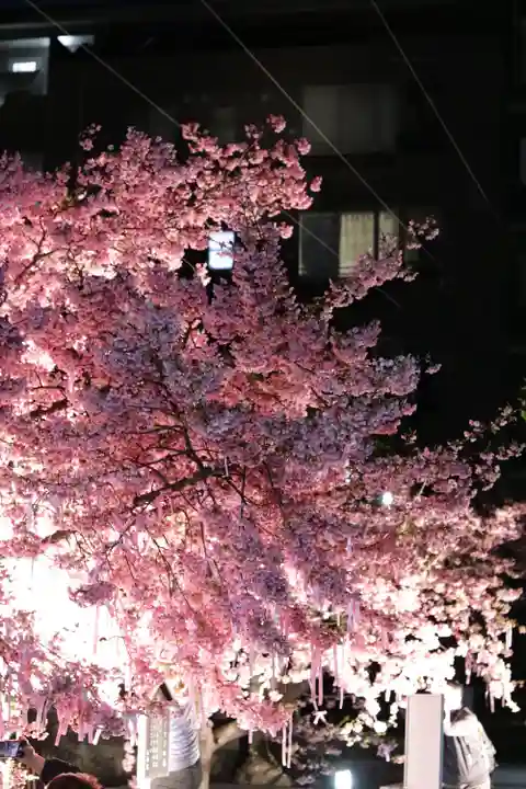 桜神宮の自然