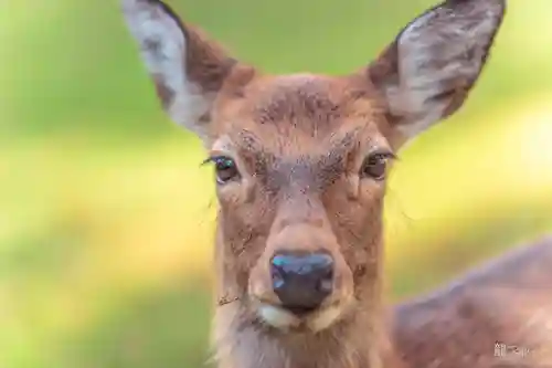 金華山黄金山神社の動物