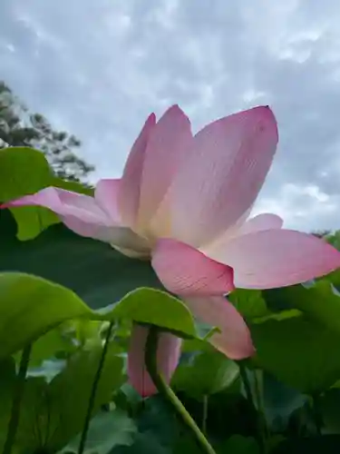 白山神社(新潟県)