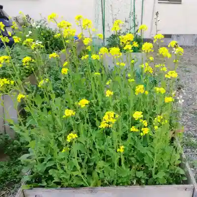 秋葉神社の{uncategorized: "未分類", other: "その他", undefined: "問題あり", building: "その他建物", grave: "お墓", sacred_gate: "鳥居", guardian: "狛犬", statue: "像", buddha: "仏像", history: "歴史", nature: "自然", garden: "庭園", animal: "動物", pagoda: "塔", temizu: "手水舎", mountain_gate: "山門・神門", sanctuary: "本殿・本堂", subordinate: "末社・摂社", art: "芸術", scenery: "景色", jizo: "地蔵", ema: "絵馬", goshuin: "御朱印", omikuji: "おみくじ", items: "授与品その他", amulet: "お守り", goshuincho: "御朱印帳", eats: "食事", festival: "お祭り", votive_dance: "神楽", shichigosan: "七五三参", wedding: "結婚式", experience: "体験その他", initially: "初詣", around: "周辺", anti_infection: "感染症対策"}