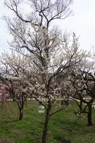 北野天満宮の庭園