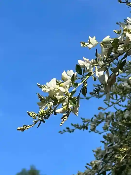 国宝 大法寺の自然
