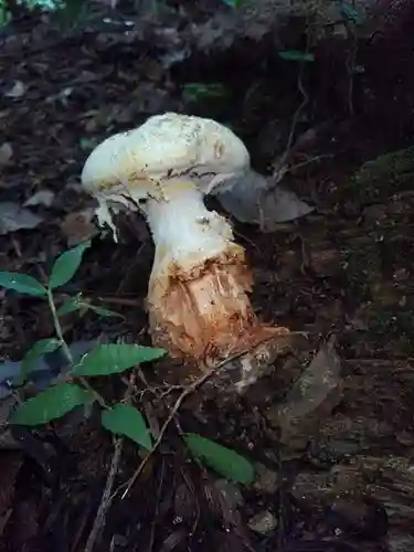 高尾山薬王院の自然