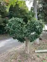 若年神社(兵庫県)