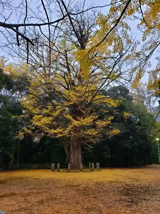 赤坂氷川神社(東京都)