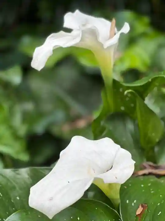 霧島岑神社(宮崎県)