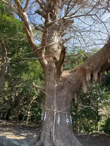 鎌数伊勢大神宮の自然