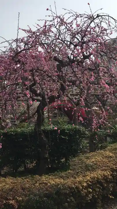 亀戸天神社の自然