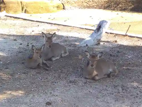 長浜神社の動物