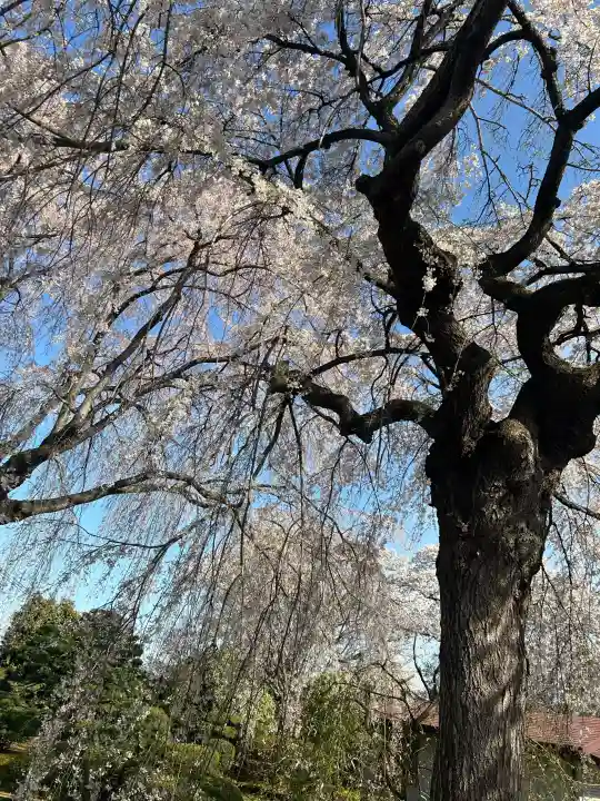 身照寺の{uncategorized: "未分類", other: "その他", undefined: "問題あり", building: "その他建物", grave: "お墓", sacred_gate: "鳥居", guardian: "狛犬", statue: "像", buddha: "仏像", history: "歴史", nature: "自然", garden: "庭園", animal: "動物", pagoda: "塔", temizu: "手水舎", mountain_gate: "山門・神門", sanctuary: "本殿・本堂", subordinate: "末社・摂社", art: "芸術", scenery: "景色", jizo: "地蔵", ema: "絵馬", goshuin: "御朱印", omikuji: "おみくじ", items: "授与品その他", amulet: "お守り", goshuincho: "御朱印帳", eats: "食事", festival: "お祭り", votive_dance: "神楽", shichigosan: "七五三参", wedding: "結婚式", experience: "体験その他", initially: "初詣", around: "周辺", anti_infection: "感染症対策"}