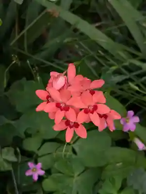 日枝大神社(神奈川県)