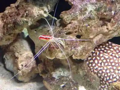 元町厳島神社(神奈川県)
