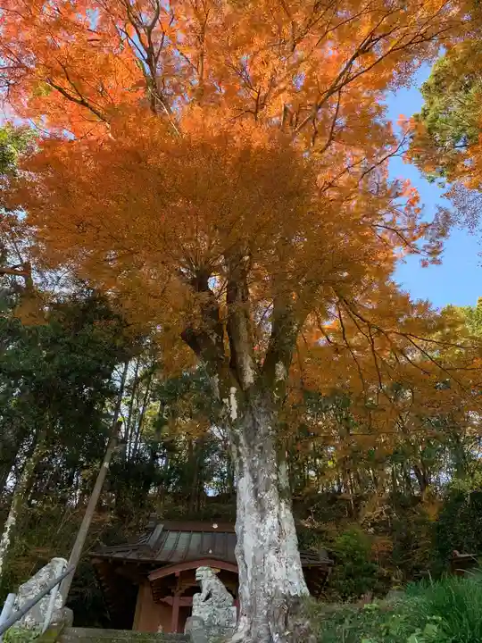 熱田神社の自然