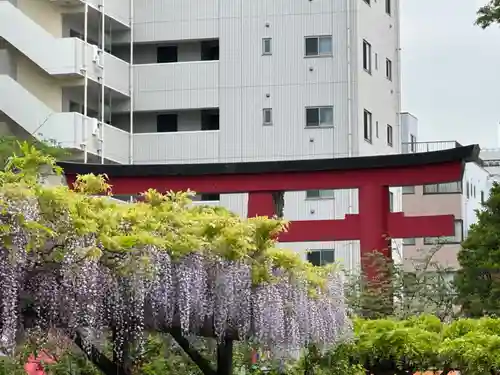 亀戸天神社(東京都)
