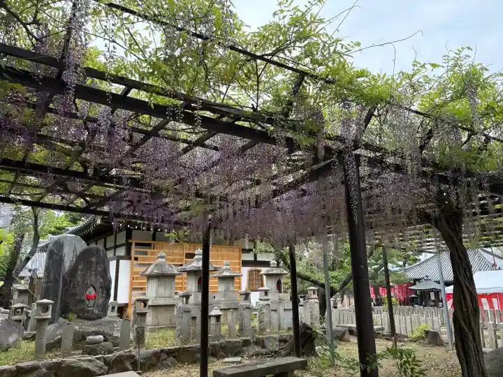 葛井寺の{uncategorized: "未分類", other: "その他", undefined: "問題あり", building: "その他建物", grave: "お墓", sacred_gate: "鳥居", guardian: "狛犬", statue: "像", buddha: "仏像", history: "歴史", nature: "自然", garden: "庭園", animal: "動物", pagoda: "塔", temizu: "手水舎", mountain_gate: "山門・神門", sanctuary: "本殿・本堂", subordinate: "末社・摂社", art: "芸術", scenery: "景色", jizo: "地蔵", ema: "絵馬", goshuin: "御朱印", omikuji: "おみくじ", items: "授与品その他", amulet: "お守り", goshuincho: "御朱印帳", eats: "食事", festival: "お祭り", votive_dance: "神楽", shichigosan: "七五三参", wedding: "結婚式", experience: "体験その他", initially: "初詣", around: "周辺", anti_infection: "感染症対策"}