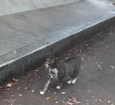 丸子山王日枝神社(神奈川県)