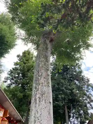 門田稲荷神社の自然