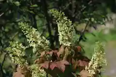 阿久津「田村神社」（郡山市阿久津町）旧社名：伊豆箱根三嶋三社の庭園