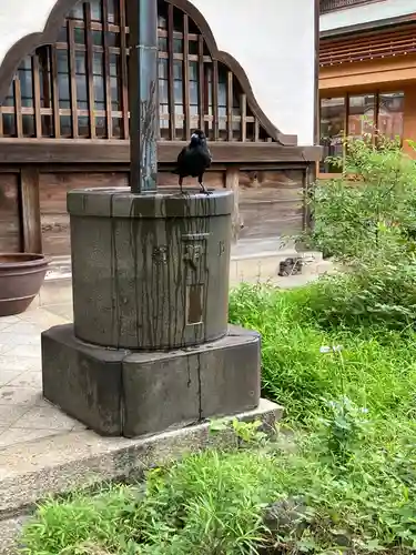 明長寺の動物