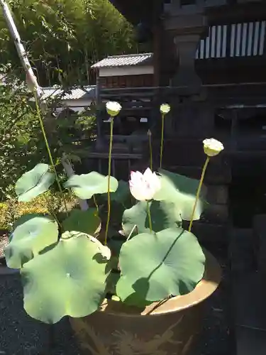 妙蓮寺(神奈川県)