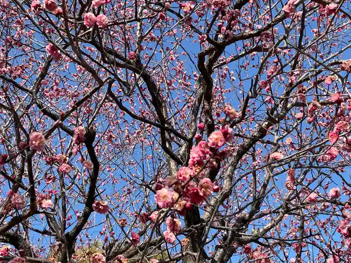 正一位霊験稲荷社の自然