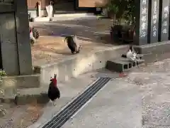 賀露神社の動物