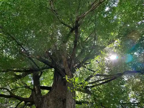 國吉神社(千葉県)