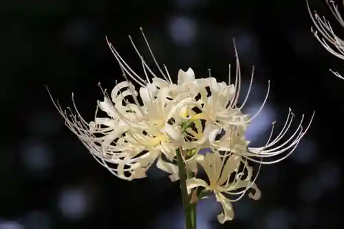 高司神社〜むすびの神の鎮まる社〜の庭園